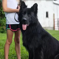 Solid black female puppy, a female German Shepherd Dog for sale in Evart, MI – Photo 3 of 6