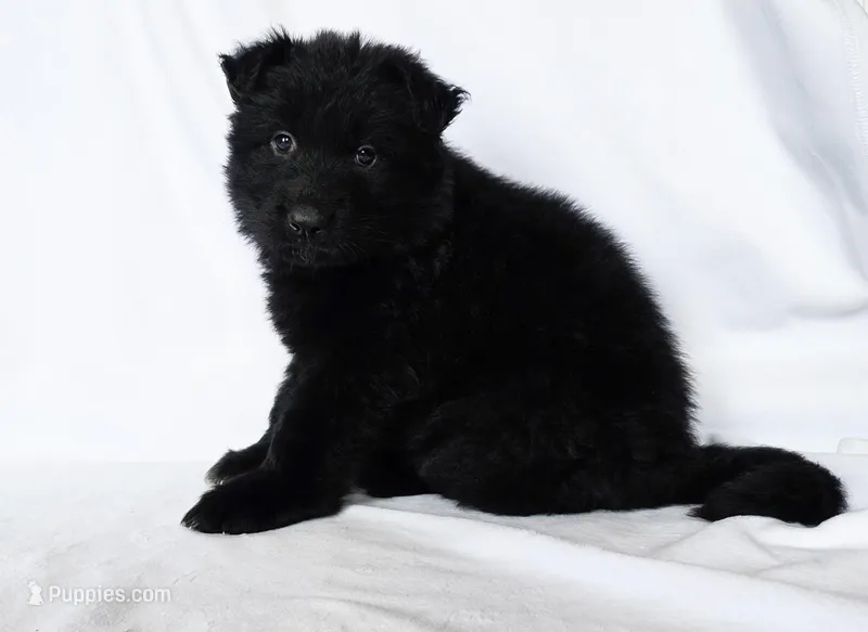 Solid black female puppy – German Shepherd Dog puppy for sale in Evart, MI