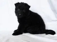Solid black female puppy, a female German Shepherd Dog for sale in Evart, MI – Photo 1 of 6