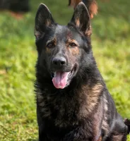 Solid black stock coat male, a male German Shepherd Dog for sale in Evart, MI – Photo 6 of 7