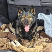 Solid black stock coat male, a male German Shepherd Dog for sale in Evart, MI – Photo 7 of 7