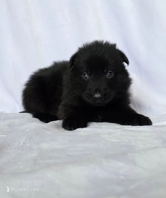 Solid black stock coat male – German Shepherd Dog puppy for sale in Evart, MI