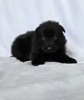 Solid black stock coat male, a male German Shepherd Dog for sale in Evart, MI – Photo 1 of 7