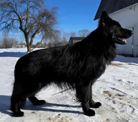 Long coat male puppy, a male German Shepherd Dog for sale in Evart, MI – Photo 2 of 7