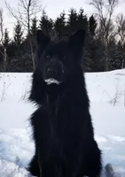 Long coat male puppy, a male German Shepherd Dog for sale in Evart, MI – Photo 5 of 7