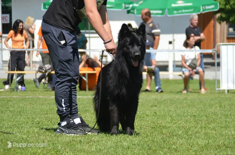 Long coat male puppy – German Shepherd Dog puppy for sale in Evart, MI