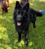 Long coat male puppy, a male German Shepherd Dog for sale in Evart, MI – Photo 3 of 7