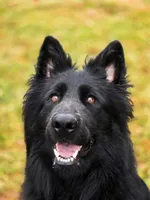 Long coat male puppy, a male German Shepherd Dog for sale in Evart, MI – Photo 7 of 7