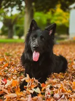 Long coat male puppy, a male German Shepherd Dog for sale in Evart, MI – Photo 6 of 7