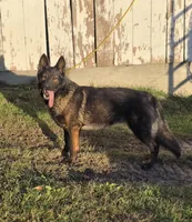 Solid black stock coat male, a male German Shepherd Dog for sale in Evart, MI – Photo 4 of 6