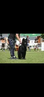 Solid black stock coat male, a male German Shepherd Dog for sale in Evart, MI – Photo 2 of 6