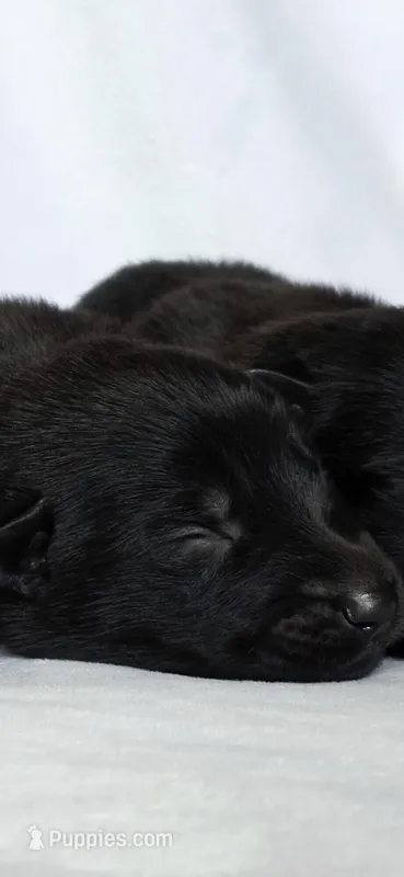 Solid black stock coat male – German Shepherd Dog puppy for sale in Evart, MI