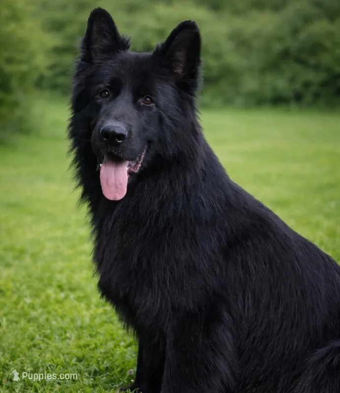 Solid black female puppy, a female German Shepherd Dog for sale in Evart, MI – Photo 1 of 3