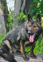 Litter due, a male German Shepherd Dog for sale in Evart, MI – Photo 1 of 5