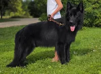 Litter due, a male German Shepherd Dog for sale in Evart, MI – Photo 3 of 5