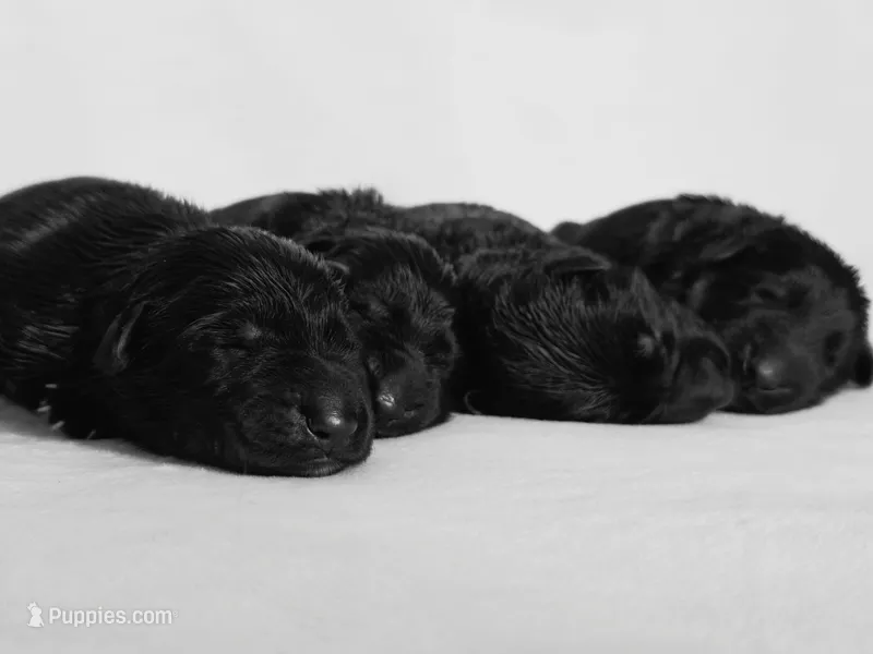Solid black male long coat puppy