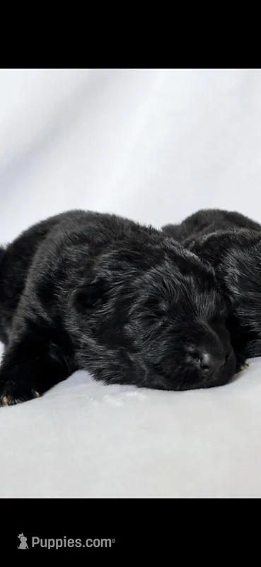 Long coat solid black female