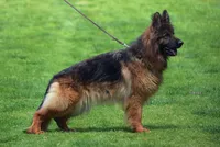 Solid black long coat female, a female German Shepherd Dog for sale in Evart, MI – Photo 7 of 10