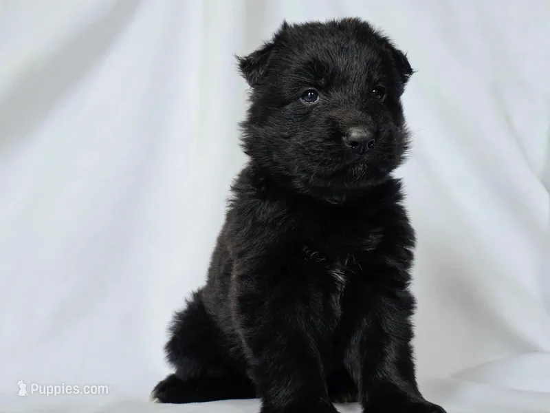 Solid black long coat female – German Shepherd Dog puppy for sale in Evart, MI