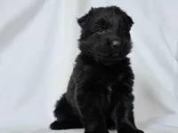 Solid black long coat female, a female German Shepherd Dog for sale in Evart, MI – Photo 1 of 10