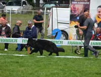 Solid black long coat female, a female German Shepherd Dog for sale in Evart, MI – Photo 9 of 10