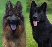 Solid black long coat female, a female German Shepherd Dog for sale in Evart, MI – Photo 5 of 10