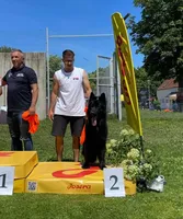 Solid black long coat female, a female German Shepherd Dog for sale in Evart, MI – Photo 10 of 10