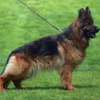 Solid black male long coat puppy, a male German Shepherd Dog for sale in Evart, MI – Photo 2 of 4