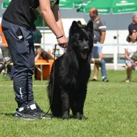 Solid black male long coat puppy, a male German Shepherd Dog for sale in Evart, MI – Photo 4 of 4