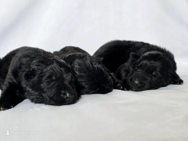 Solid black male long coat puppy