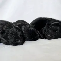 Solid black male long coat puppy, a male German Shepherd Dog for sale in Evart, MI – Photo 1 of 4