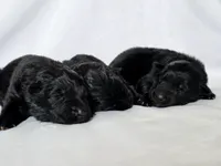 Solid black male long coat puppy, a male German Shepherd Dog for sale in Evart, MI – Photo 1 of 4