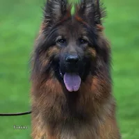 Solid black male long coat puppy, a male German Shepherd Dog for sale in Evart, MI – Photo 3 of 4