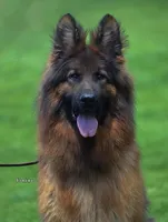 Solid black male long coat puppy, a male German Shepherd Dog for sale in Evart, MI – Photo 3 of 4