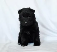 Solid black long coat female , a female German Shepherd Dog for sale in Evart, MI – Photo 4 of 6