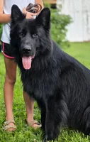 Solid black long coat female , a female German Shepherd Dog for sale in Evart, MI – Photo 6 of 6