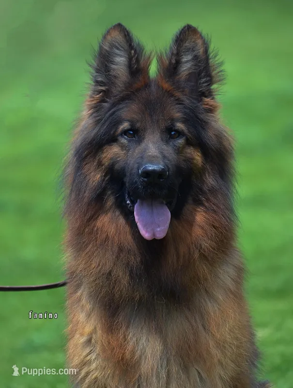 Solid black long coat female  – German Shepherd Dog puppy for sale in Evart, MI