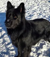 Solid black stock coat male, a male German Shepherd Dog for sale in Evart, MI – Photo 4 of 6