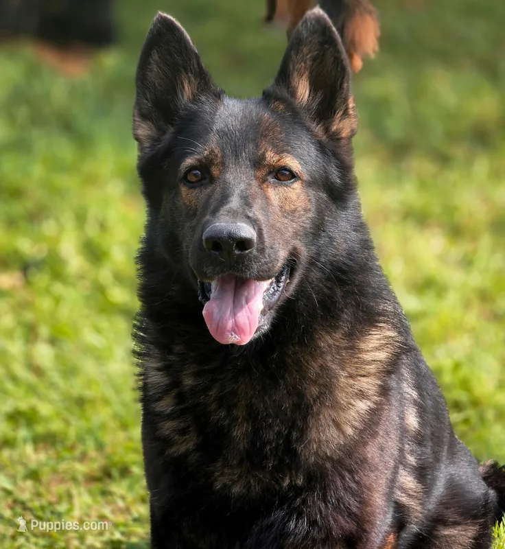 Solid black stock coat male – German Shepherd Dog puppy for sale in Evart, MI