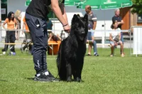 Solid black stock coat male, a male German Shepherd Dog for sale in Evart, MI – Photo 6 of 6