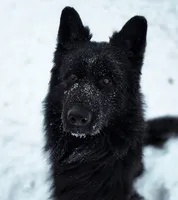 Solid black stock coat male, a male German Shepherd Dog for sale in Evart, MI – Photo 2 of 6