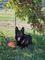Solid black stock coat male, a male German Shepherd Dog for sale in Evart, MI – Photo 5 of 6
