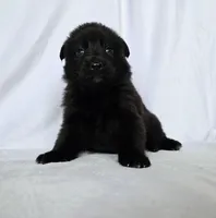 Solid black female puppy, a female German Shepherd Dog for sale in Evart, MI – Photo 3 of 3