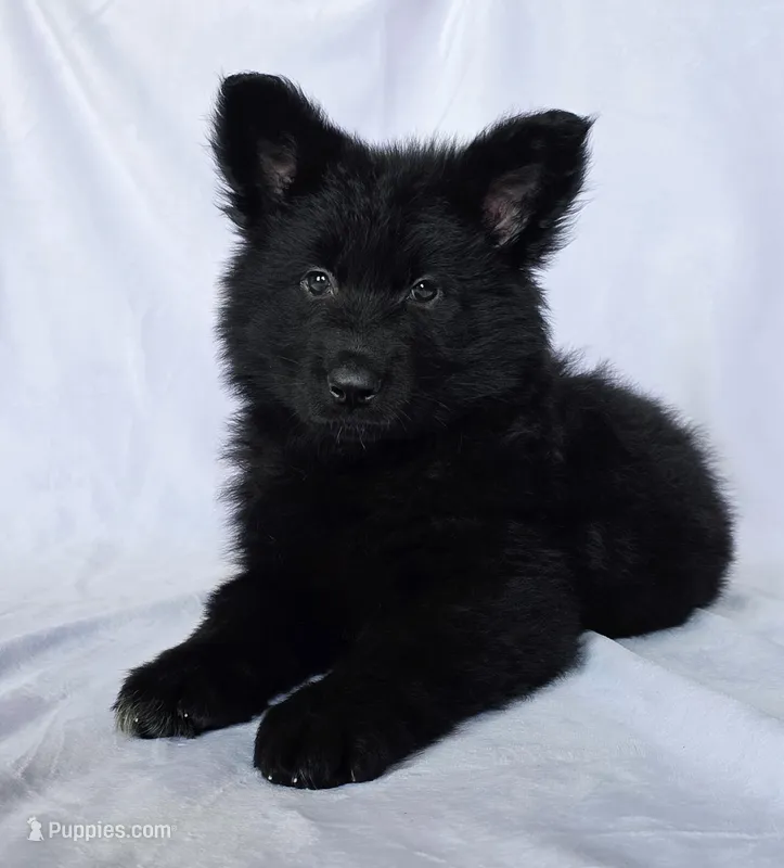 Long coat female  – German Shepherd Dog puppy for sale in Evart, MI