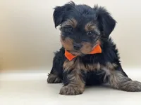 Charlie, a male Yorkshire Terrier for sale in Atkinson, NE – 8 of 9