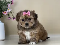 Sophie, a female Shorkie for sale in Atkinson, NE – 3 of 5