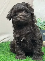 Joey, a male Shihpoo for sale in Atkinson, NE – 5 of 8