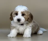 Barley, a male Bernedoodle for sale in Atkinson, NE – 8 of 8