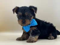 Milo, a male Yorkshire Terrier for sale in Atkinson, NE – 2 of 6