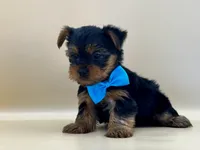 Milo, a male Yorkshire Terrier for sale in Atkinson, NE – 3 of 6